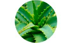 Ingredient 2